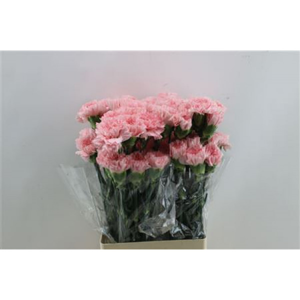 Dianthus St Doncel 65cm A1