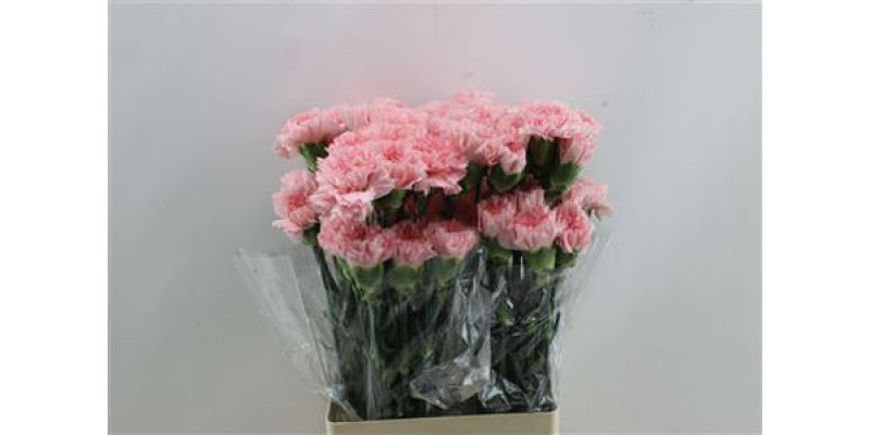 Dianthus St Doncel 65cm A1