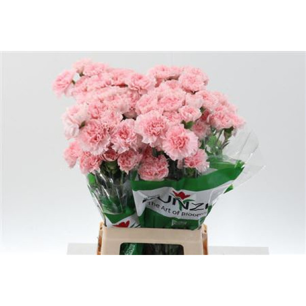 Dianthus St Pink Doncel 70cm A1