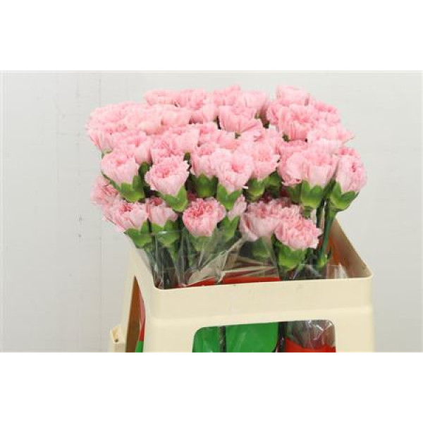 Dianthus St Doncel 55 55 cm 