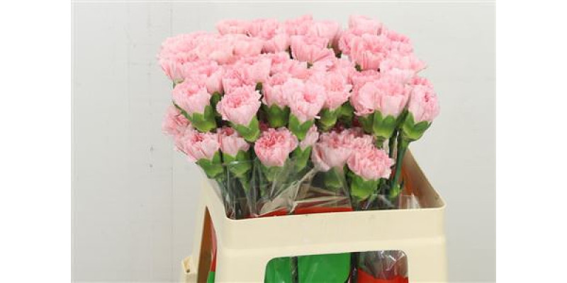 Dianthus St Doncel 55 55 cm 