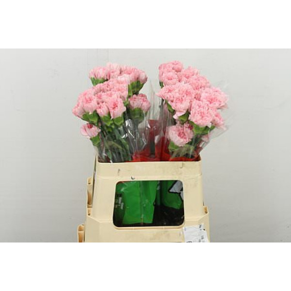 Dianthus .st P. Doncel 55 55 cm 
