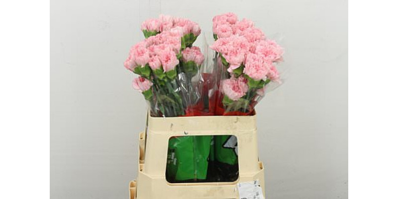 Dianthus .st P. Doncel 55 55 cm 