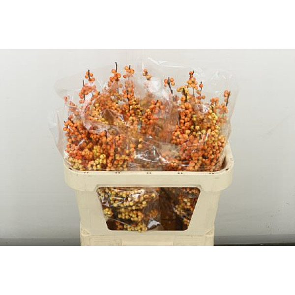 Ilex Ve Ilexia Julia 70 cm A1