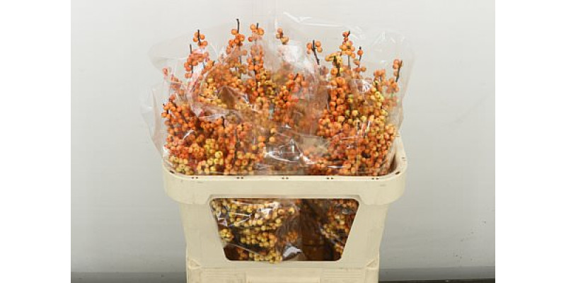 Ilex Ve Ilexia Julia 70 cm A1