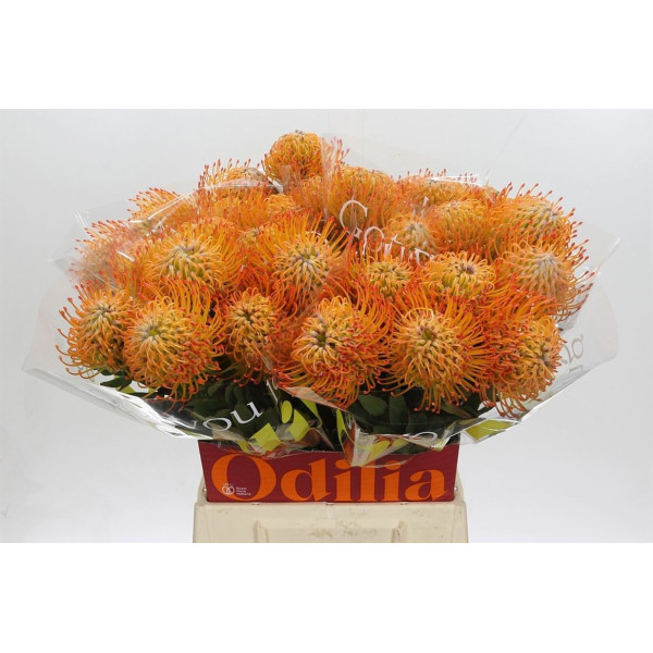 Nutans Ayoba Sun 50 cm A1