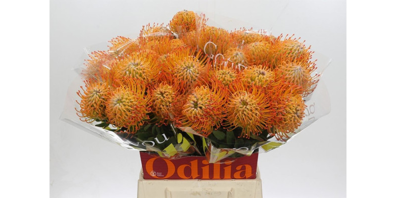 Nutans Ayoba Sun 50 cm A1