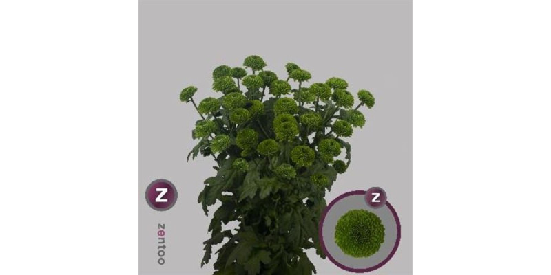 Chrysanthemums T Code Green 70cm A1 Col-Green