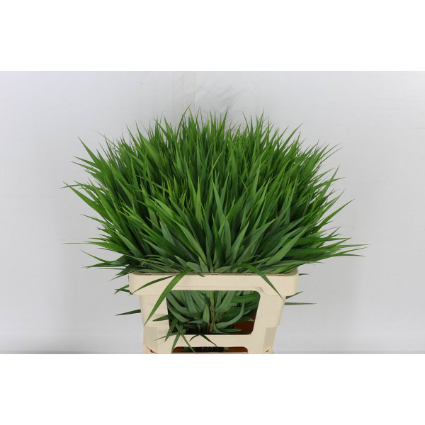 Carex Ph Gr Sparkler 60cm A1 Col-Green