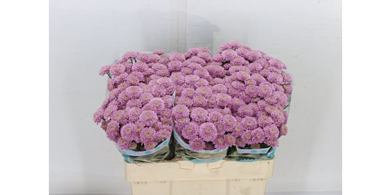 Chrysanthemums S Ellison Pink 55cm A1 Col-Pink