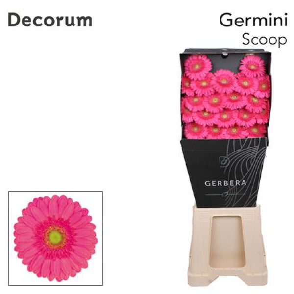 Germini Scoop Diamond 47cm A1