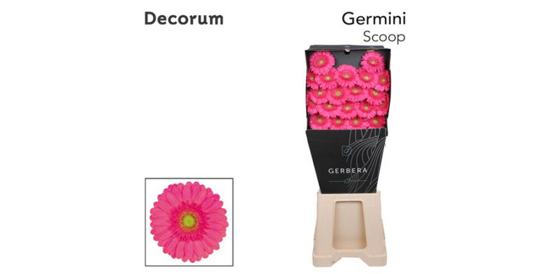 Germini Scoop Diamond 47cm A1