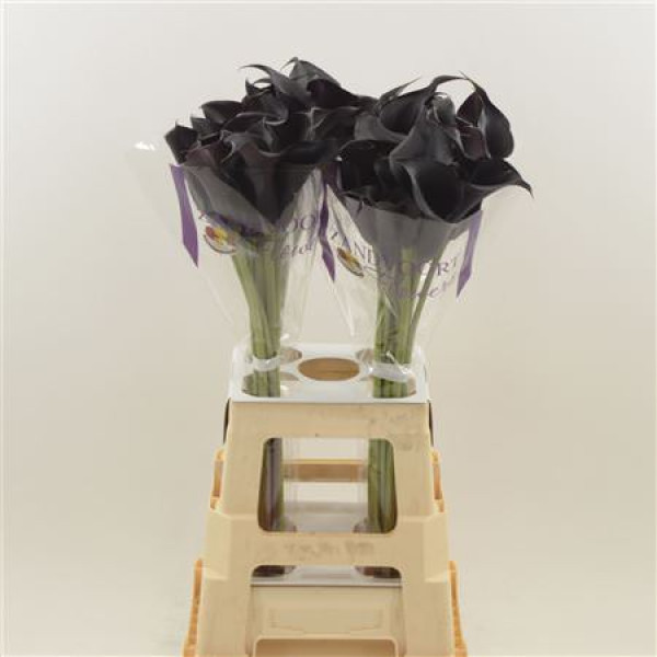 Zanthedeschias Calla Lilly Escape 70  cm A1