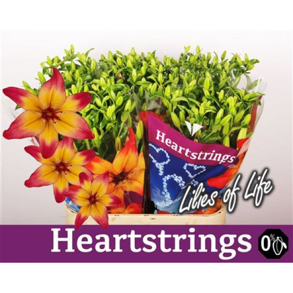 Lillys As Heartstrings 5Plus 90cm A1