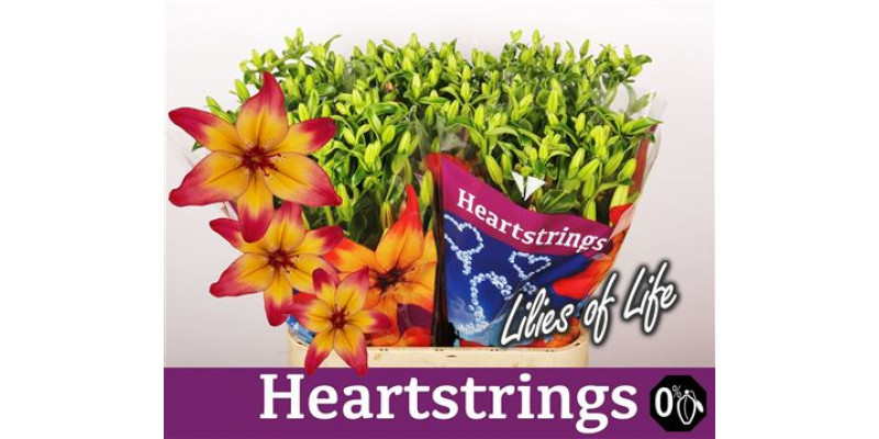 Lillys As Heartstrings 5Plus 90cm A1