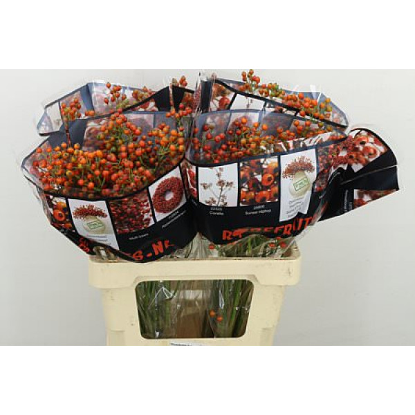 Rozenbottel Autumn Rosefruits 60cm A1