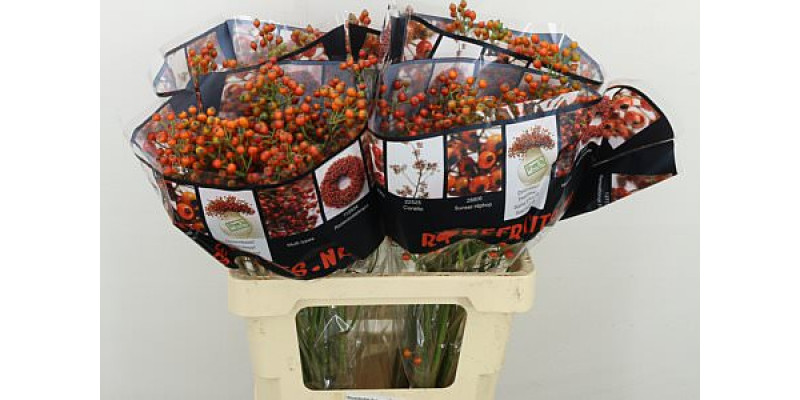 Rozenbottel Autumn Rosefruits 60cm A1