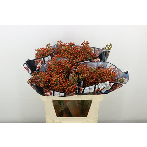 Rozenbottel Autumn Rosefruits 80cm A1