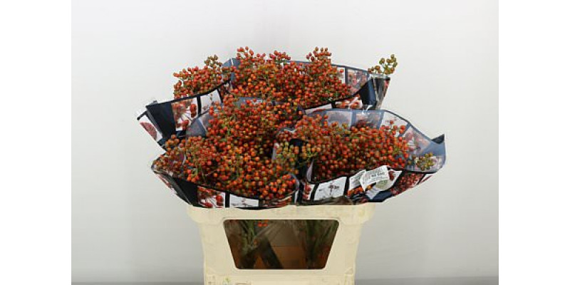 Rozenbottel Autumn Rosefruits 80cm A1