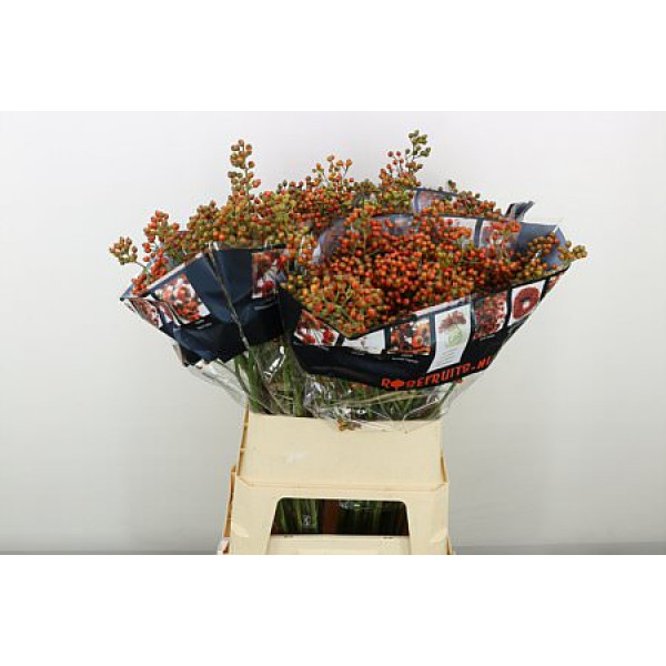 Rozenbottel Autumn Rosefruits 90cm A1