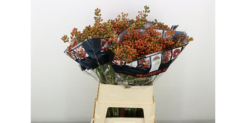 Rozenbottel Autumn Rosefruits 90cm A1