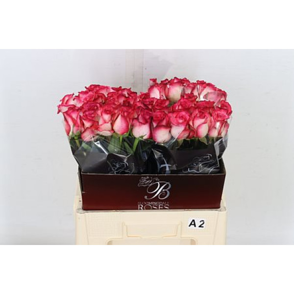 Rose Gr Double Fashion 40cm A1