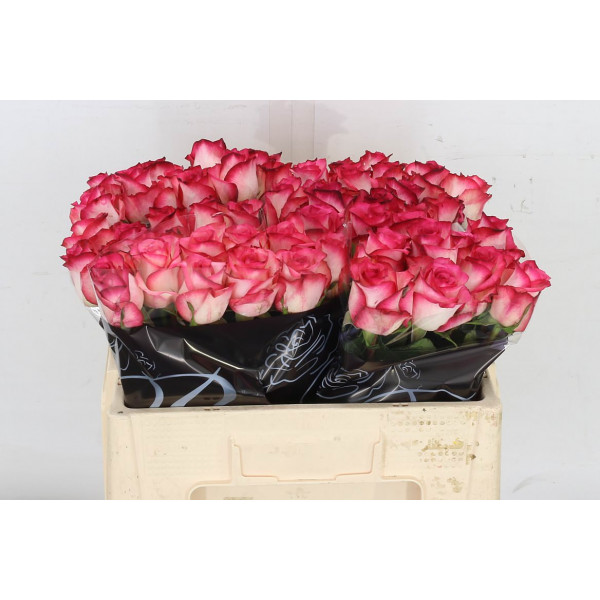 Rose Gr Double Fashion 50cm A1 Col-Bicolor