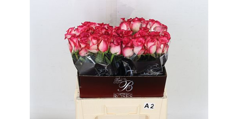 Rose Gr Double Fashion 60cm A1 Col-Bicolor