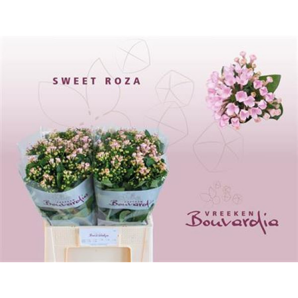 Bouvardia En Sweet Roza 60cm A1 Col-Pink
