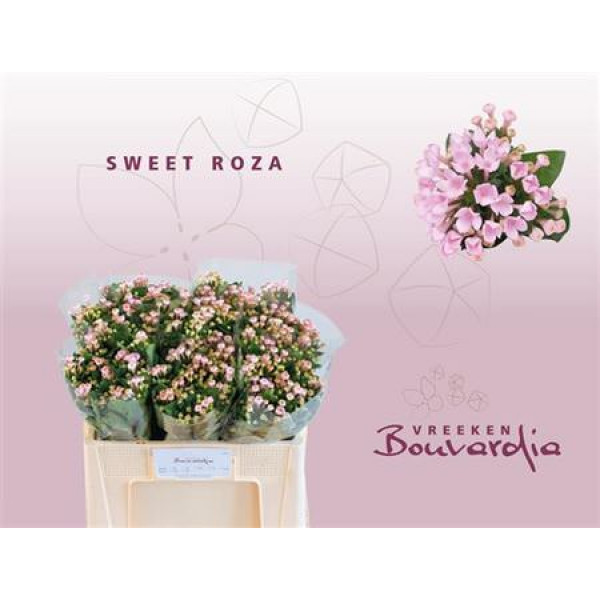 Bouvardia En Sweet Roza 50cm A1