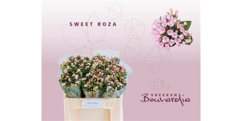 Bouvardia En Sweet Roza 50cm A1