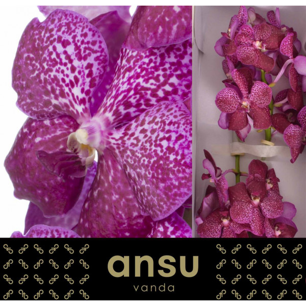 Orchid Vanda Sunanda Magenta Glitter A1 Col-Pink Yellow