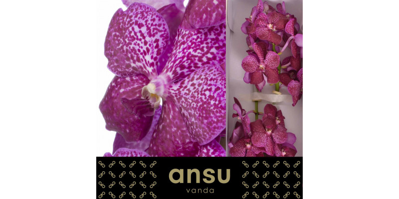 Orchid Vanda Sunanda Magenta Glitter A1 Col-Pink Yellow