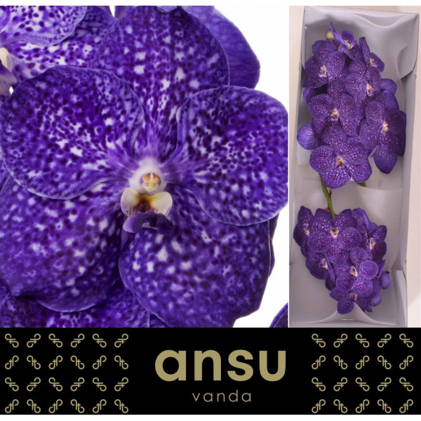 Orchid Vanda Nitaya Tweed Blue A1 Col-Blue