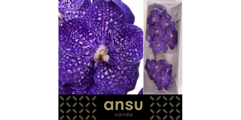 Orchid Vanda Nitaya Tweed Blue A1 Col-Blue