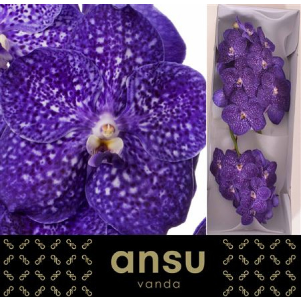 Orchid Vanda Nitaya Tweed Blue 0cm A1 Col-Orange