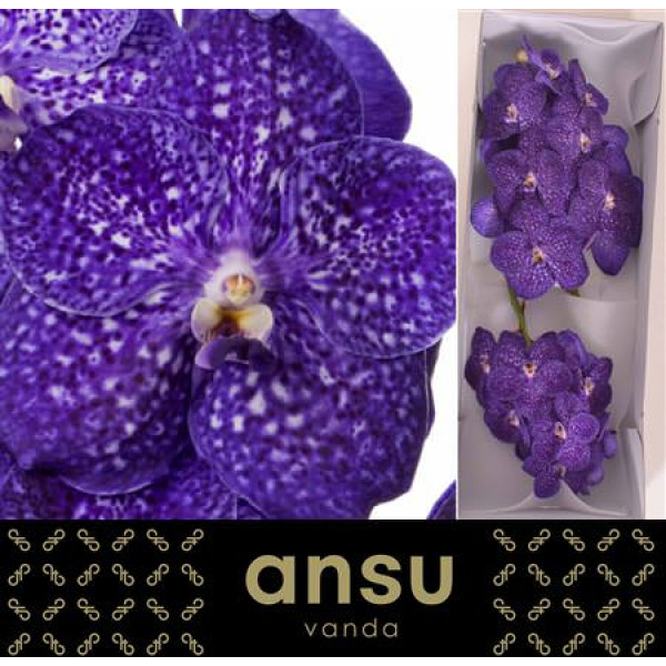 Orchid Vanda Nitaya Tweed Blue  A1