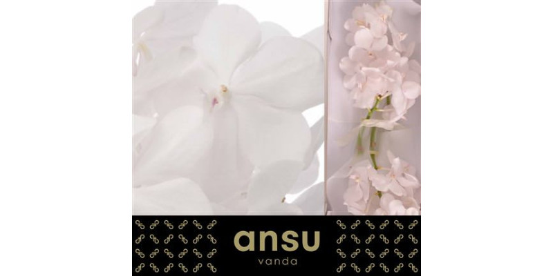 Orchid Vanda Tayanee Diamond White 20 cm A1