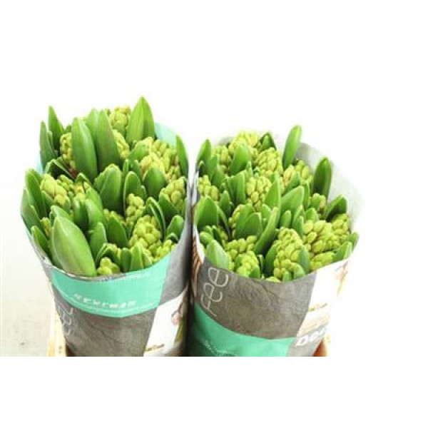 Hyacynthus Swee Invitation salmon 30cm A1