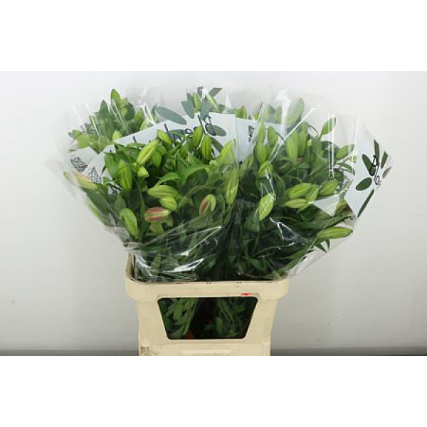 Lillys Or Maldano 90 cm A1