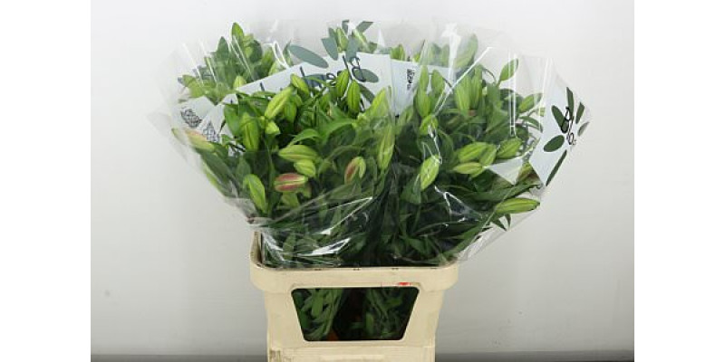 Lillys Or Maldano 90 cm A1