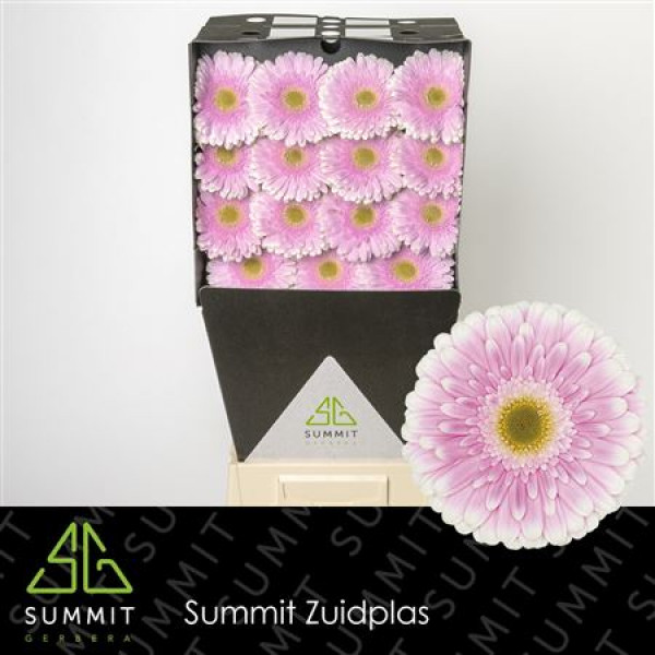 Gerbera Maxime Diamond 50cm A1