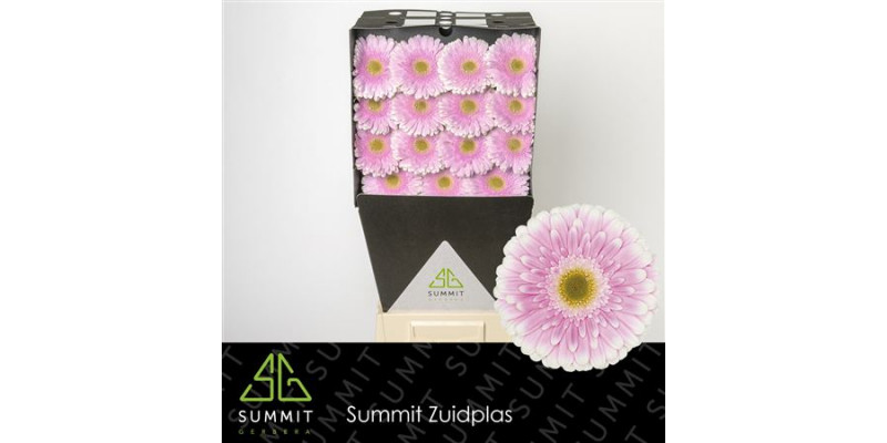 Gerbera Maxime Diamond 50cm A1