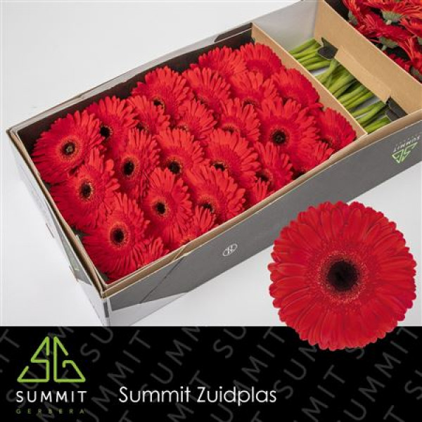 Gerbera Dynamic Doos 45cm A1