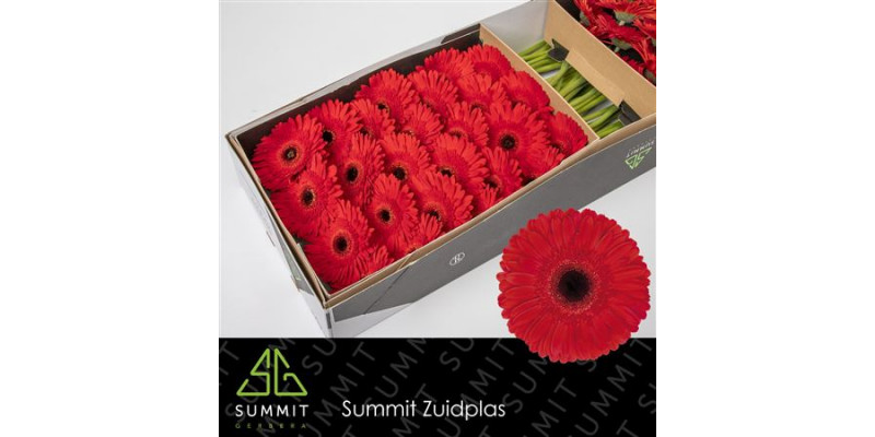 Gerbera Dynamic Doos 45cm A1