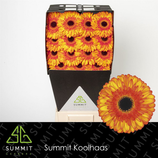 Gerbera Spotlight Diamond 50cm A1 Col-Yellow Orange