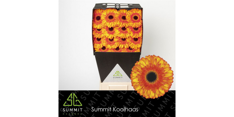 Gerbera Spotlight Diamond 50cm A1 Col-Yellow Orange