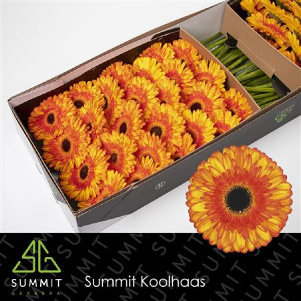 Gerbera Spotlight Doos 45cm A1