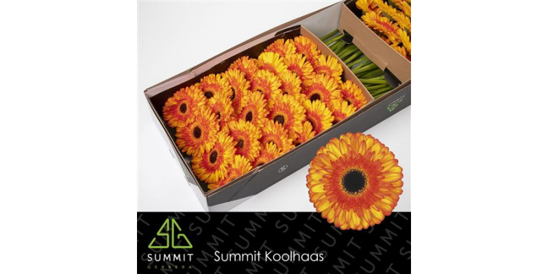 Gerbera Spotlight Doos 45cm A1