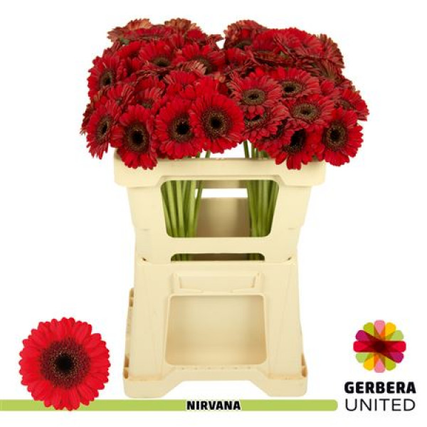 Germini Nirvana 50cm A1